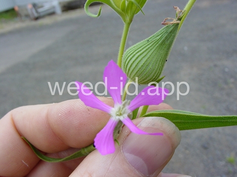 catchfly, cone